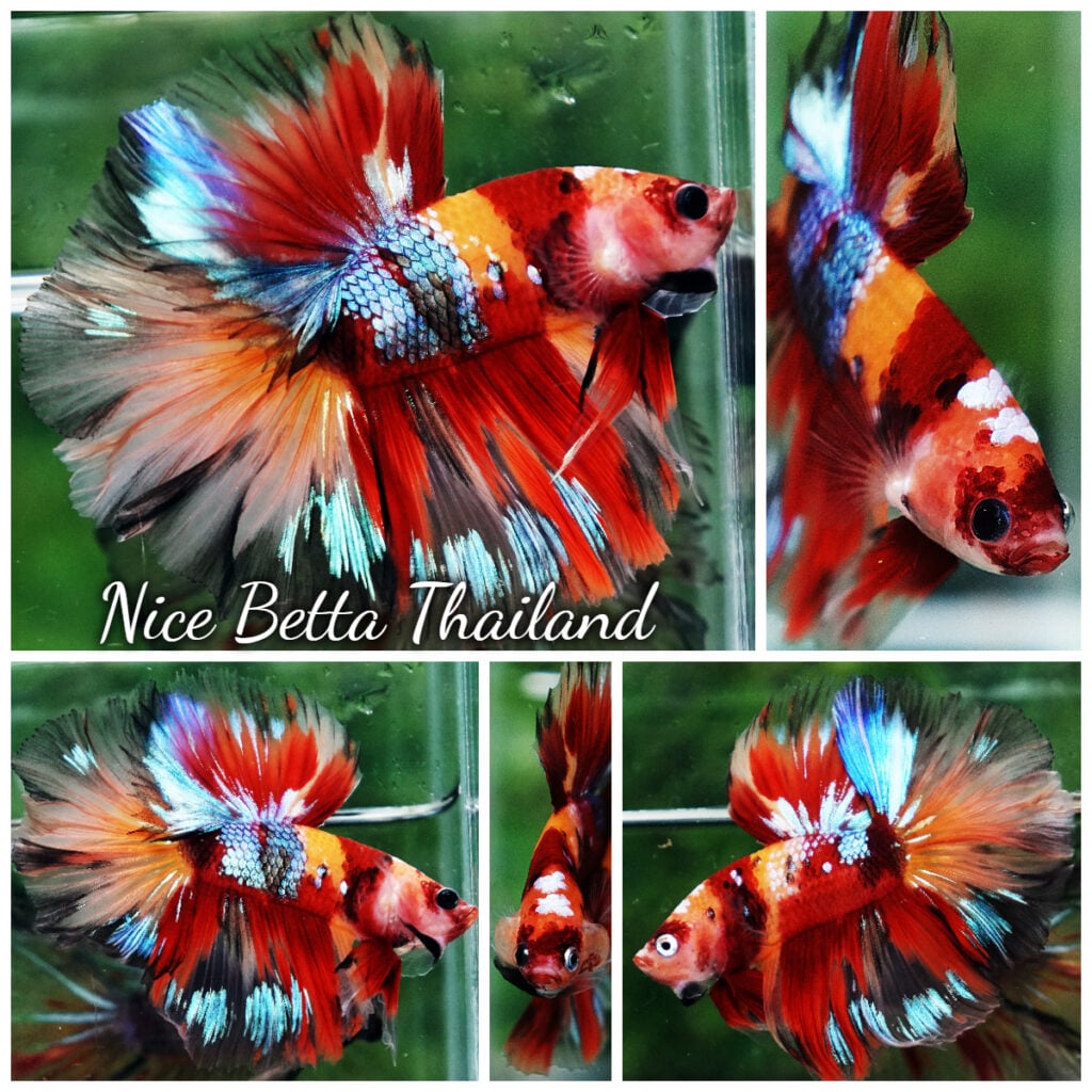 Betta fish HM Prince Multicolor Romania Flag - nicebettathailand.com