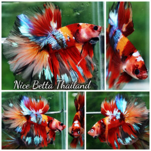 Betta fish HM Prince Multicolor Romania Flag by Nice Betta Thailand