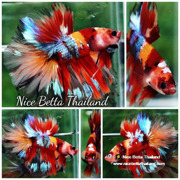 Betta fish HM Prince Multicolor Romania Flag by Nice Betta Thailand