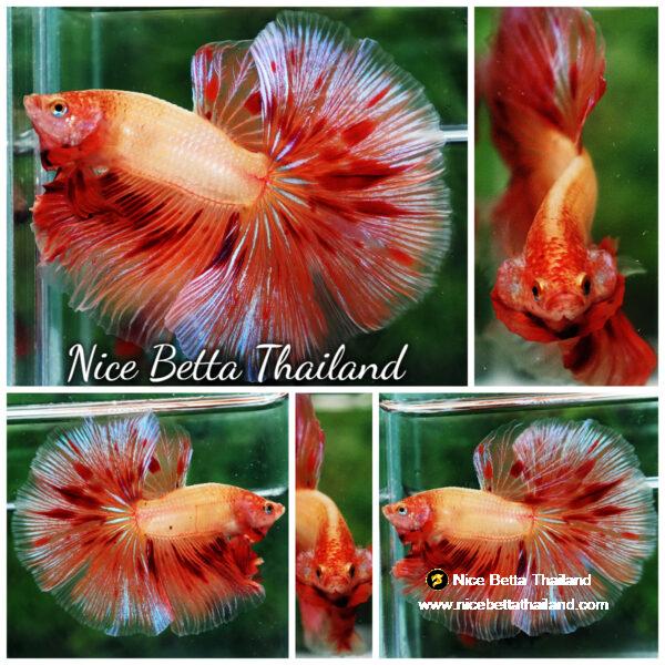 Betta fish OHM Big Armageddon Meteor By Nice Betta Thailand