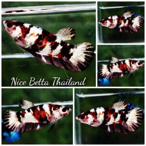 Betta fish Female HMPK Copper Koi Galaxy
