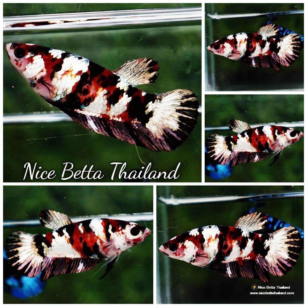 Betta fish Female HMPK Copper Koi Galaxy - nicebettathailand.com