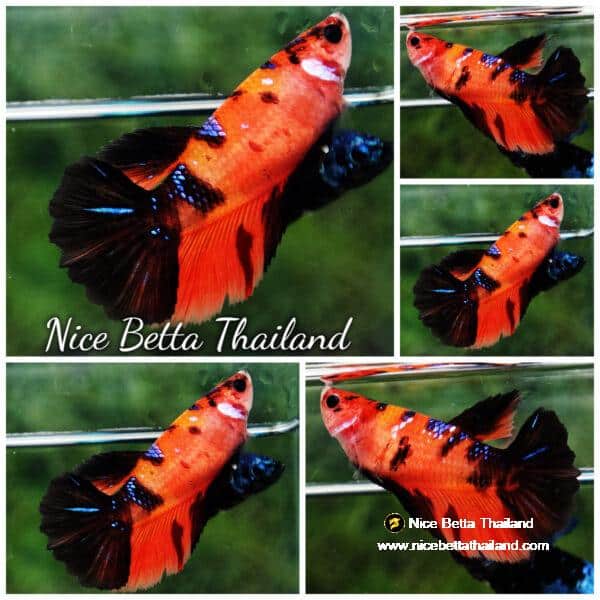 Betta fish Female HM Classic Nemo Tiger