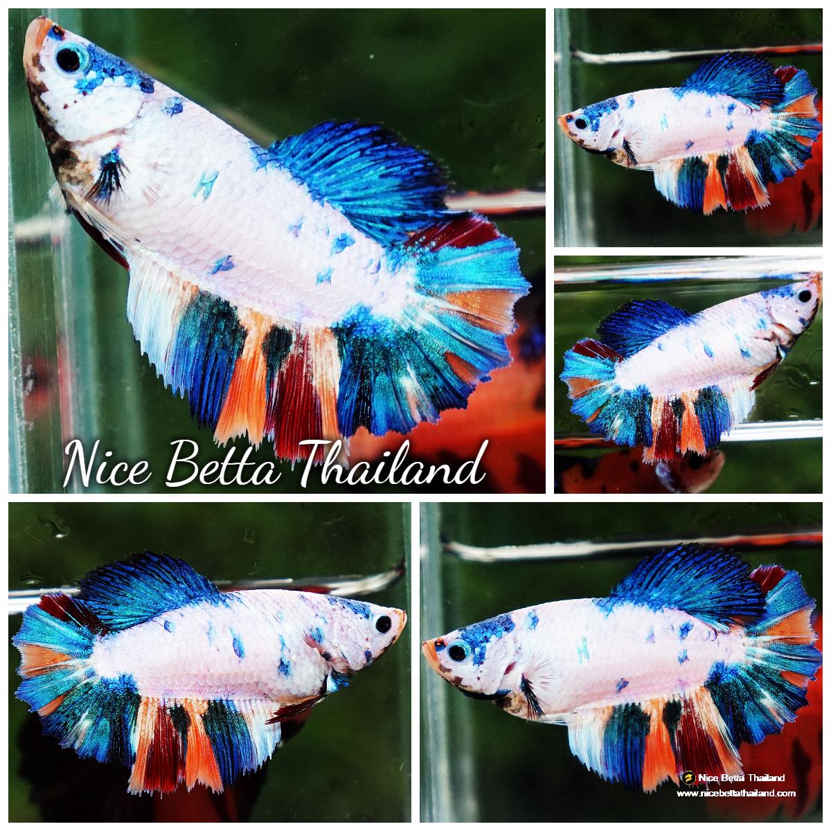 Betta fish Female HM Frozen Rainbow Series 