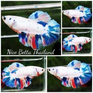Betta fish Female HM Frozen Rainbow Series