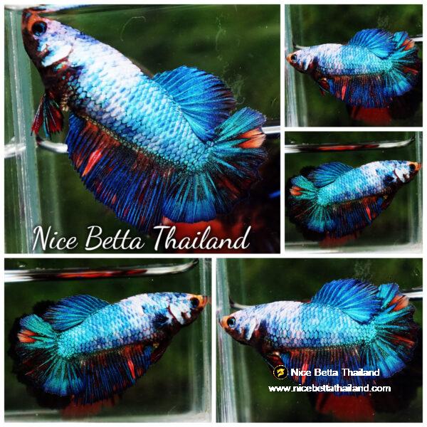 Betta fish Female HM Multicolor Blue Dragon
