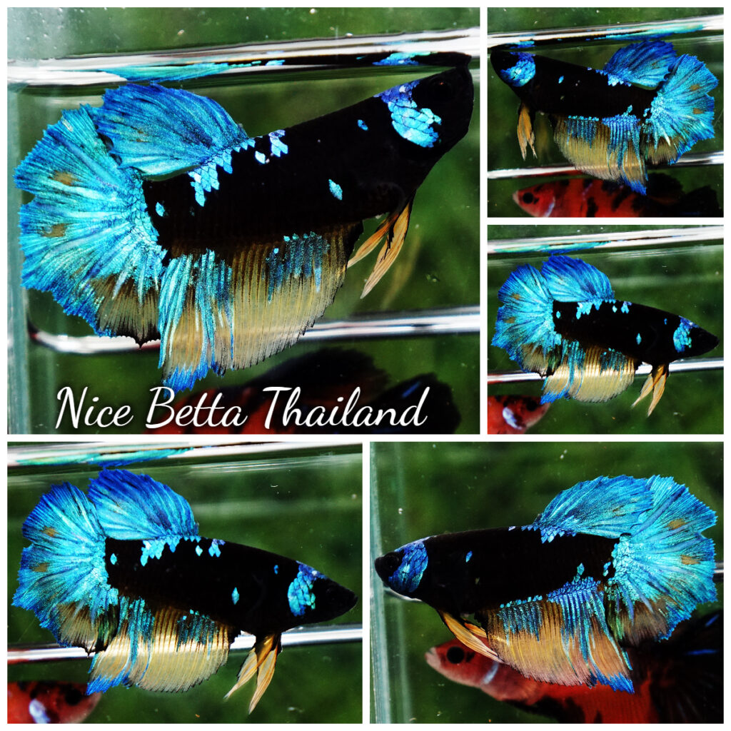 Betta fish Queen Samurai Mustard Avatar Warrior (Rare ...