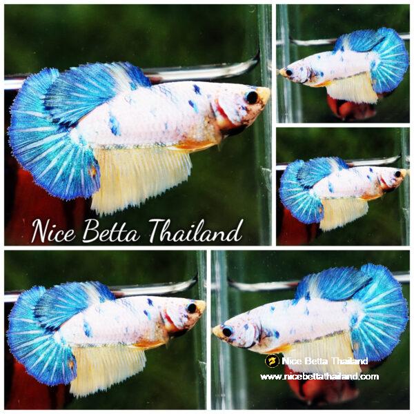 Betta fish Female HM Fancy Yellow & Blue Macaw