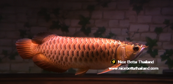 Rare Arowana