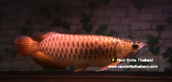 Rare Arowana