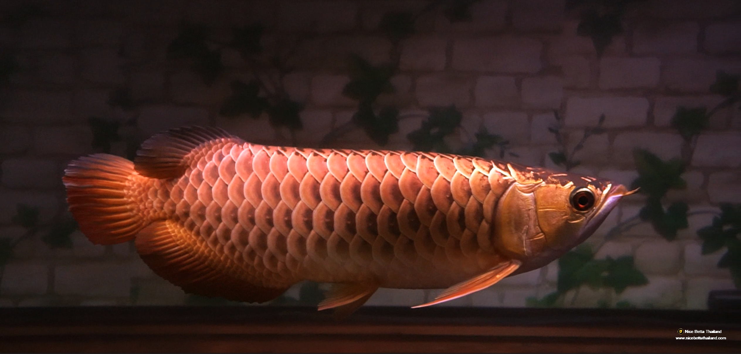 Aee tiew long Rare Arowana