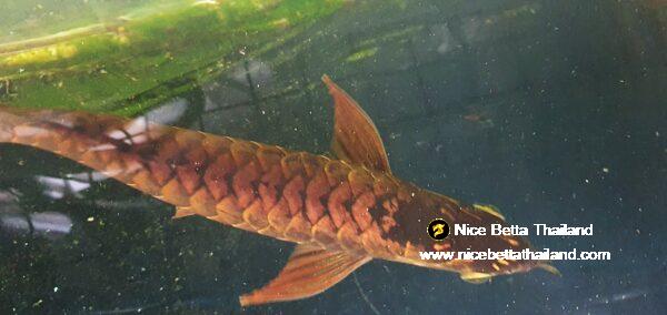 Rare Arowana