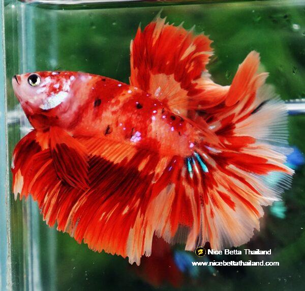 Betta fish HM Blaze Burn Phoenix - Image 4
