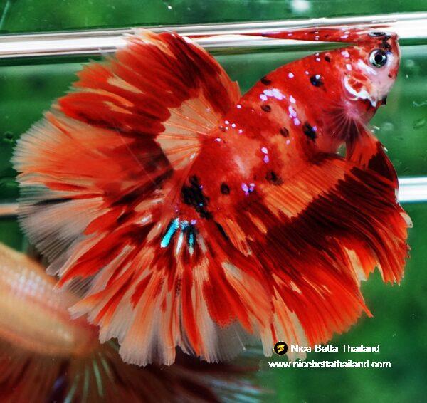 Betta fish HM Blaze Burn Phoenix - Image 3