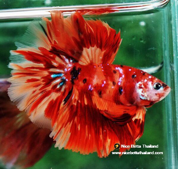 Betta fish HM Blaze Burn Phoenix - Image 5
