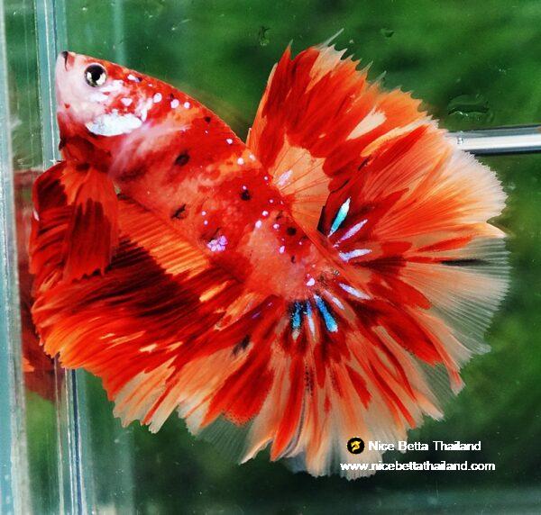 Betta fish HM Blaze Burn Phoenix - Image 2