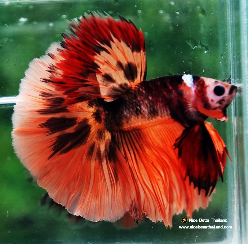 Betta fish HM Tiger Warrior
