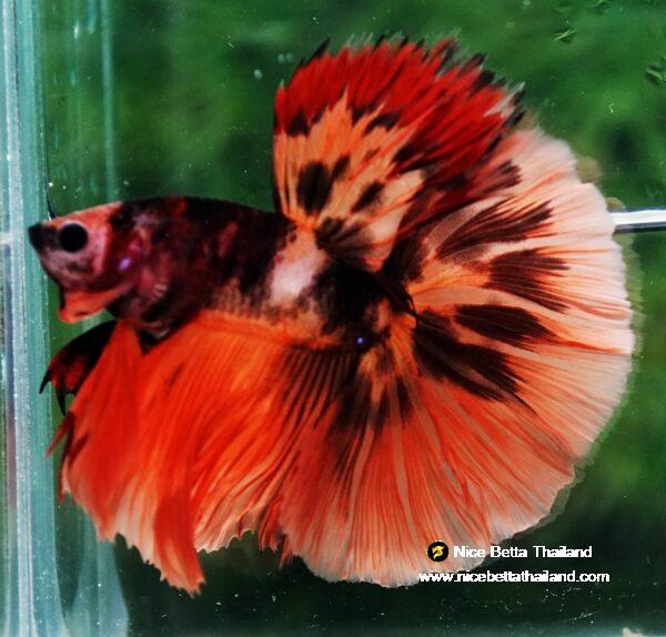 Betta fish HM Tiger Warrior by Nice Betta Thailand