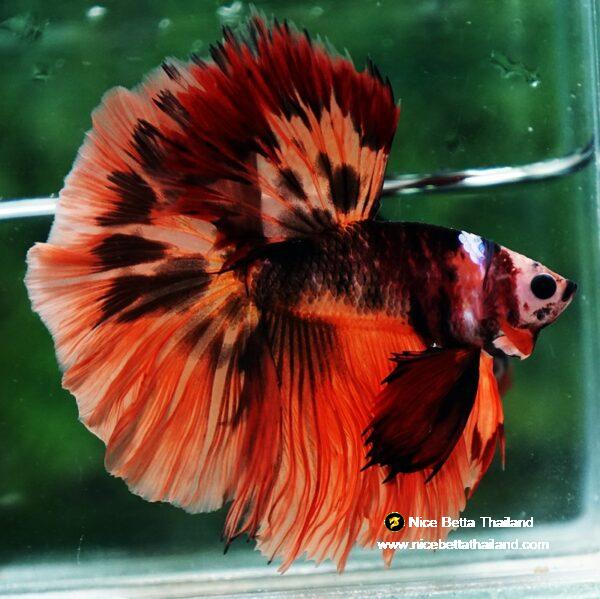 Betta fish HM Tiger Warrior by Nice Betta Thailand