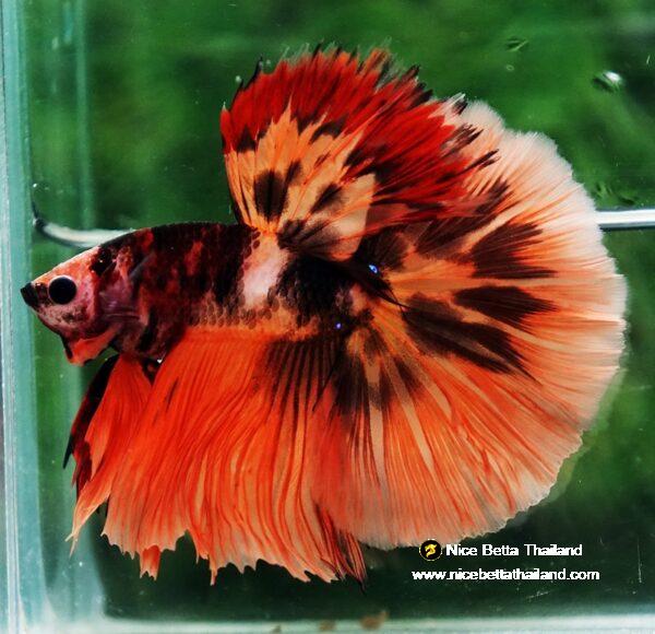 Betta fish HM Tiger Warrior by Nice Betta Thailand