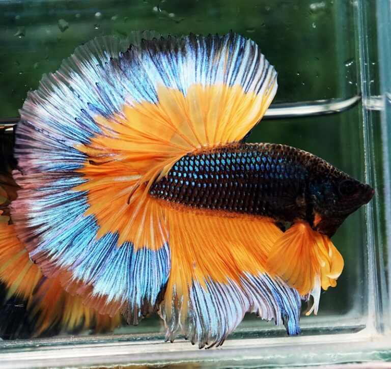 Betta fish OHM Emerald Mustard Gas Butterfly Sky Hawk grade