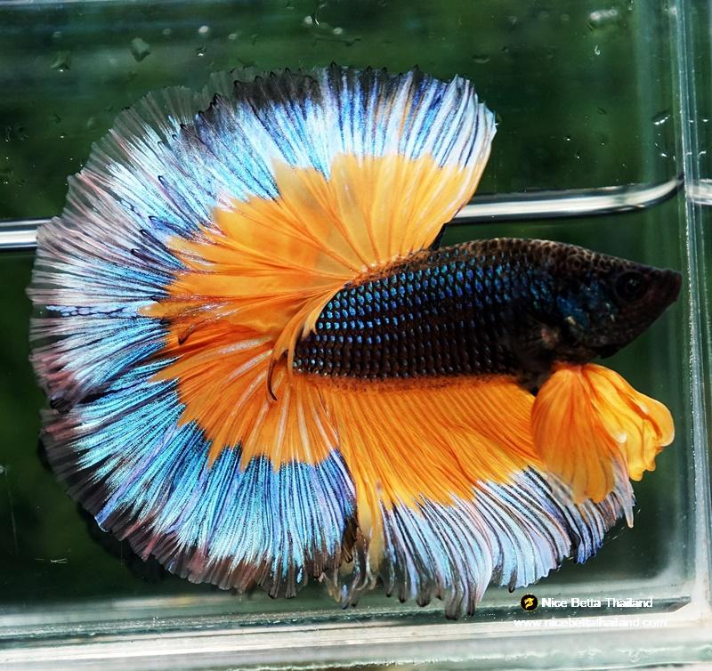 Comp Fighter Fish Betta fish OHM Emerald Mustard Gas Butterfly Sky Hawk (Comp grade ...