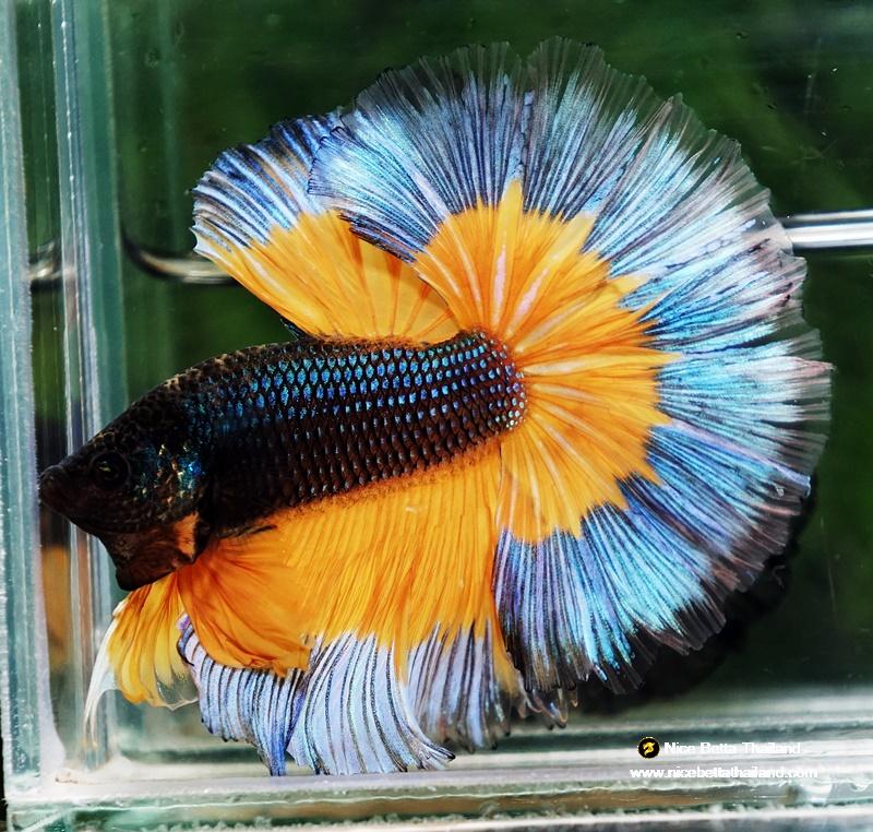 Betta fish OHM Emerald Mustard Gas Butterfly Sky Hawk (Comp grade)