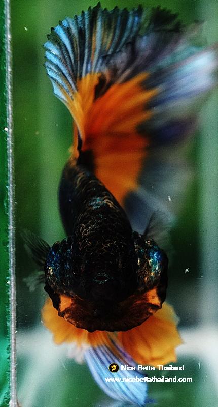 Betta fish OHM Emerald Mustard Gas Butterfly Sky Hawk (Comp grade)