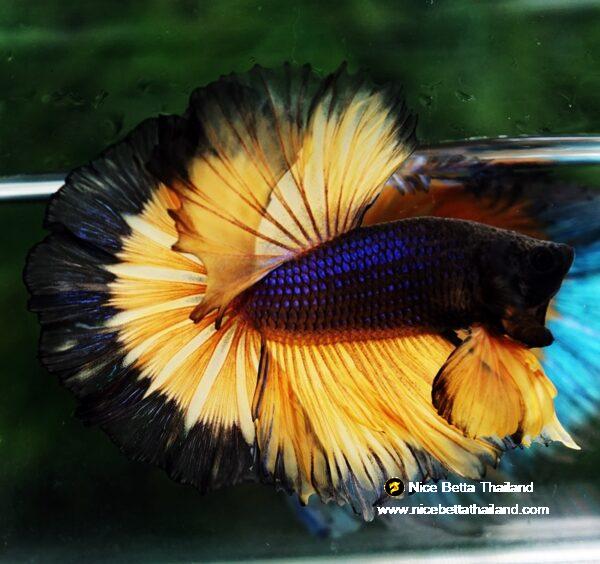 Betta fish OHM Halloween Pumpkins Black Ring Sky Hawk