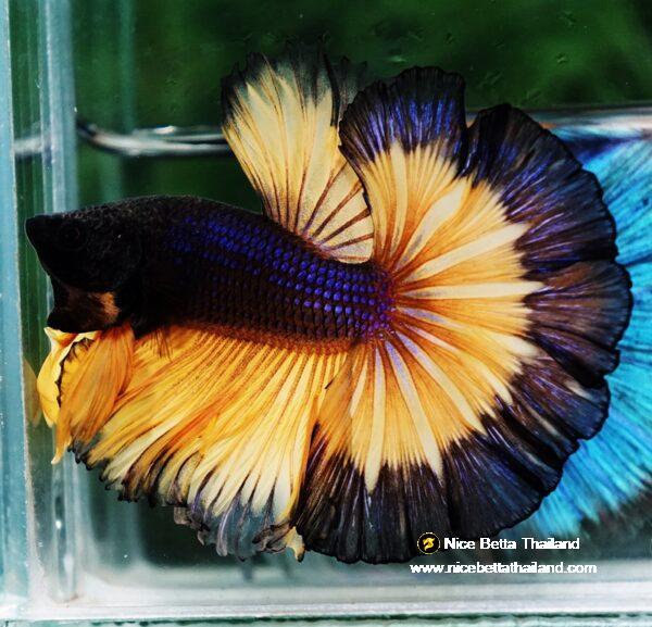 Betta fish OHM Halloween Pumpkins Black Ring Sky Hawk