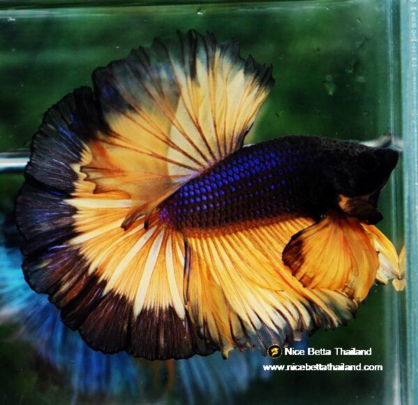 Betta fish OHM Halloween Pumpkins Black Ring Sky Hawk