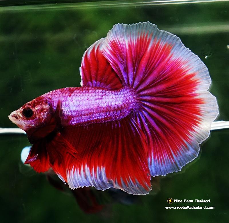 Betta fish OHM Pony Pink Lavender