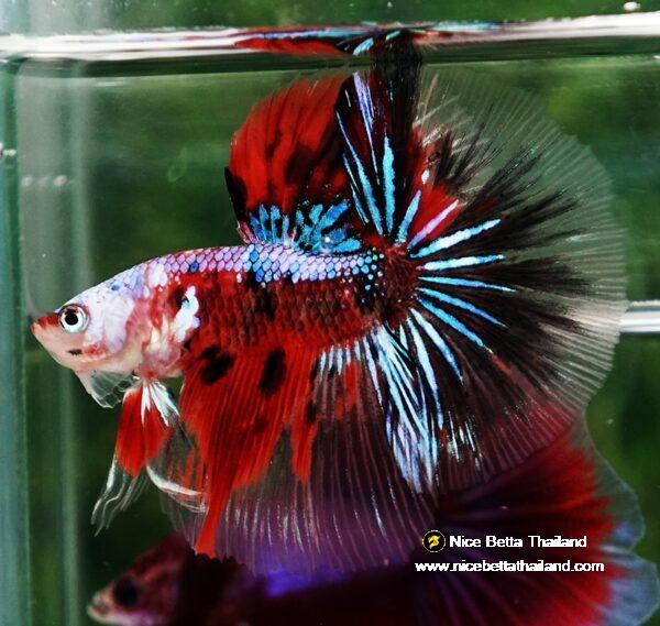 Betta fish OHM Samurai Tiger Halloween