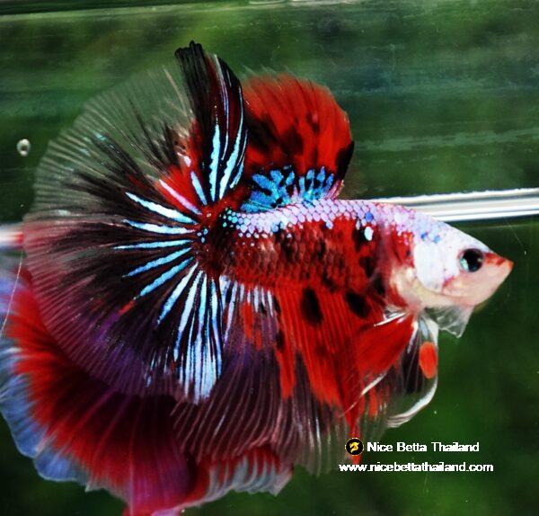 Betta fish OHM Samurai Tiger Halloween