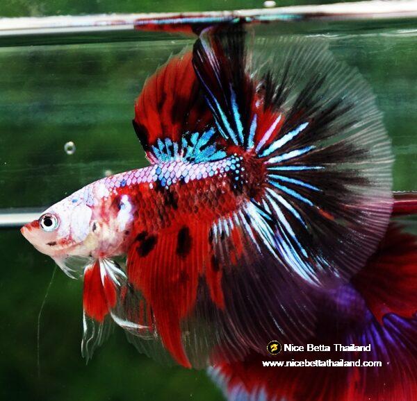 Betta fish OHM Samurai Tiger Halloween