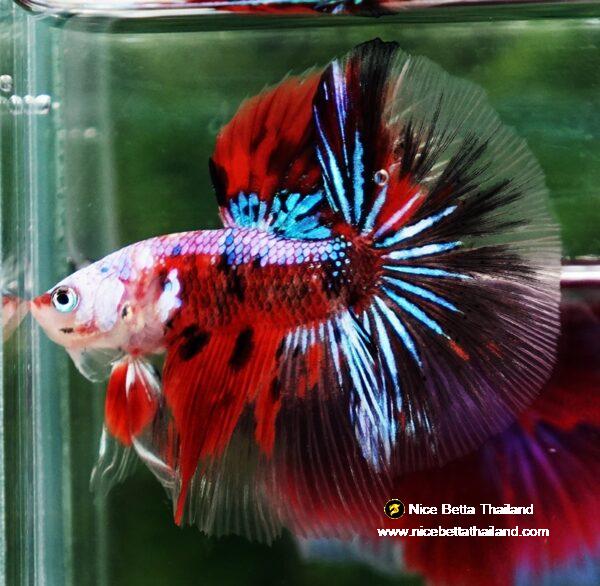 Betta fish OHM Samurai Tiger Halloween