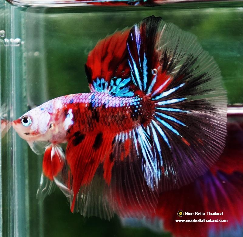 Betta fish OHM Samurai Tiger Halloween