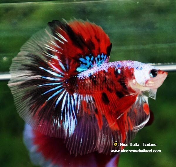 Betta fish OHM Samurai Tiger Halloween