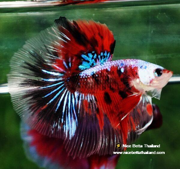 Betta fish OHM Samurai Tiger Halloween