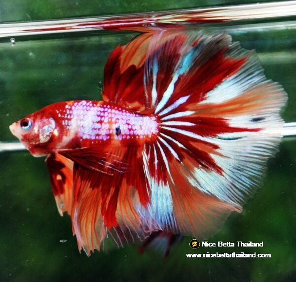 Betta fish OHM Nemo on Fire (Very Large size) - Image 3