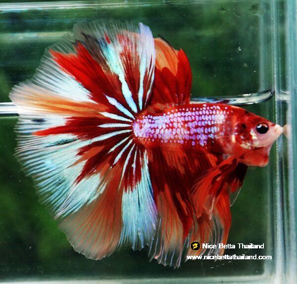 Betta fish OHM Nemo on Fire (Very Large size) - Image 4