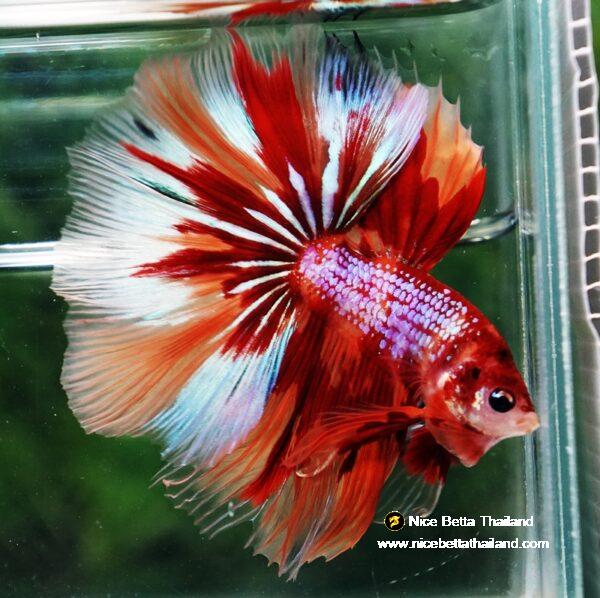 Betta fish OHM Nemo on Fire (Very Large size) - Image 2