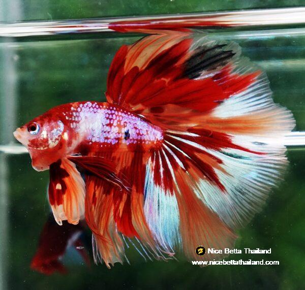 Betta fish OHM Nemo on Fire (Very Large size) - Image 5