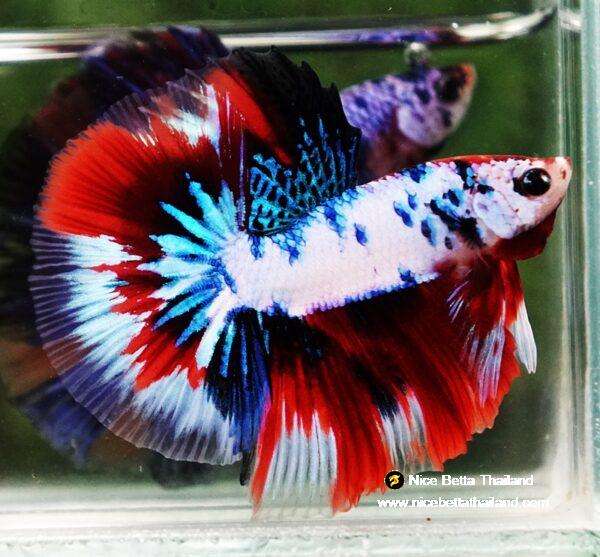 Betta fish HM Fancy Captian America (Comp Grade)