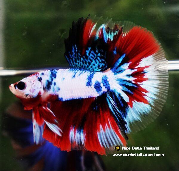 Betta fish HM Fancy Captian America (Comp Grade)