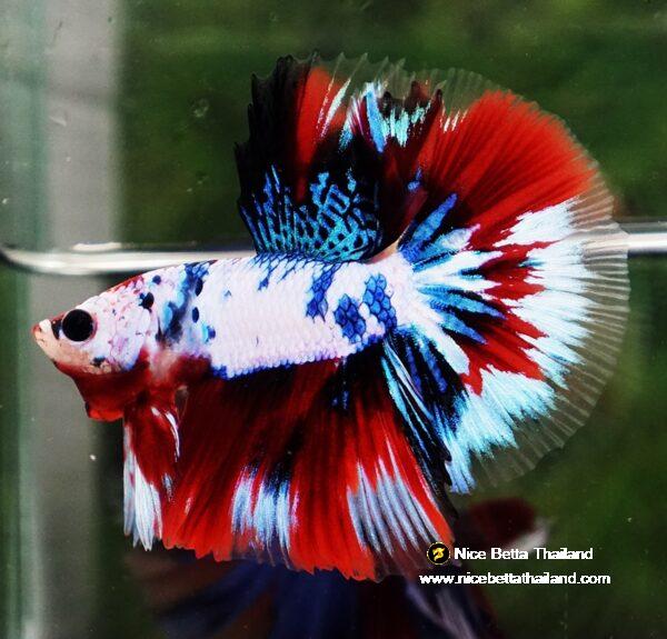 Betta fish HM Fancy Captian America (Comp Grade)