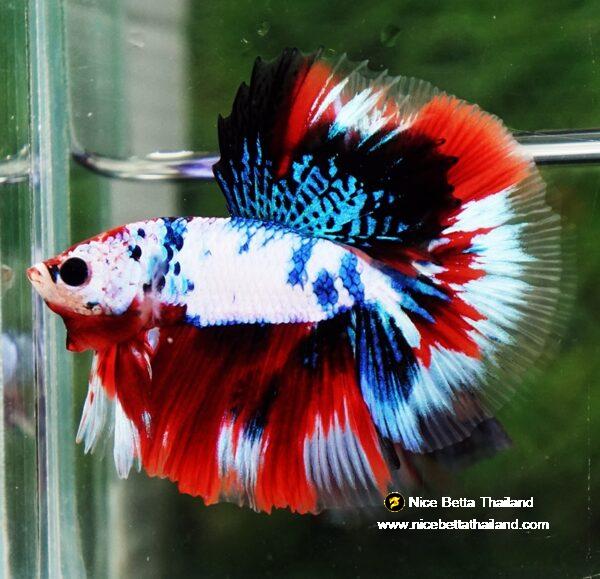 Betta fish HM Fancy Captian America (Comp Grade)