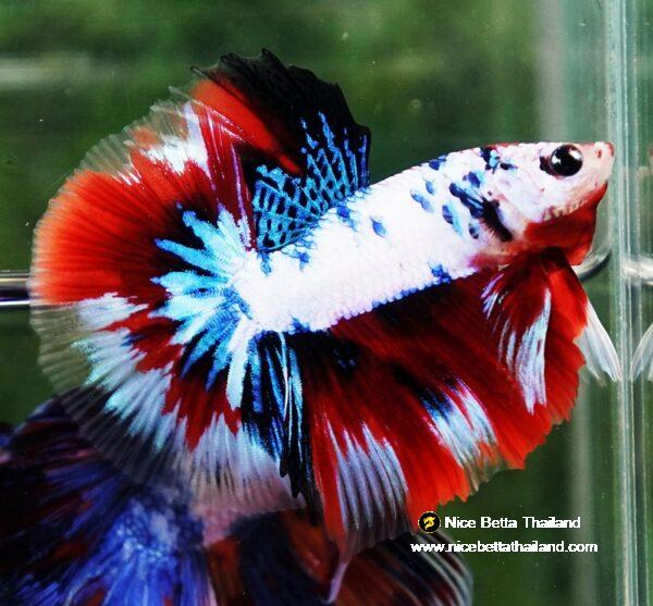 Betta fish HM Fancy Captian America (Comp Grade)