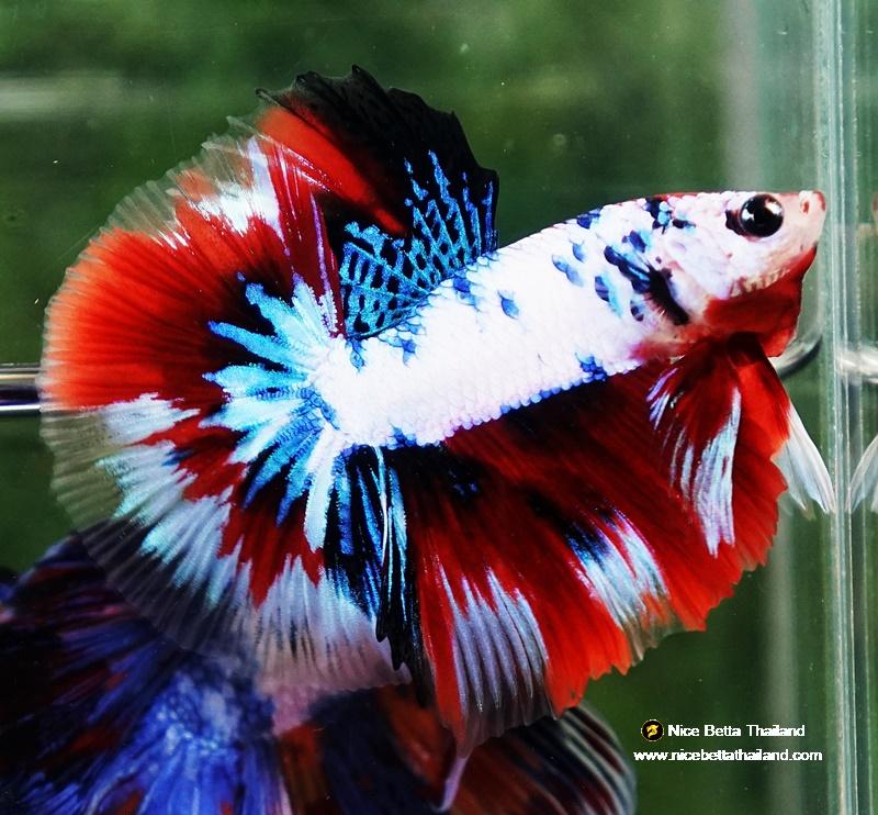 Betta fish HM Fancy Captian America (Comp Grade)