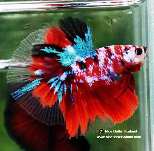 Betta fish OHM Original Classic Koi Galaxy